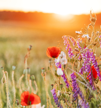 psychoeducational-assessments-kids-image